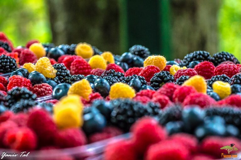 קינוח אומני בהרי הקרפטים