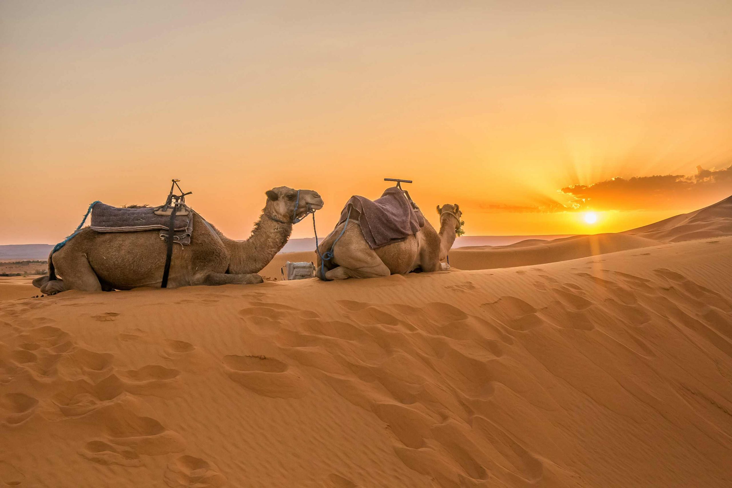 גמלים בטיול גיאוגרפי למרוקו