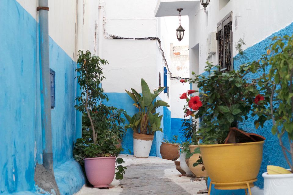 סמטה כחולה ועציצים בעיר הכחולה במרוקו