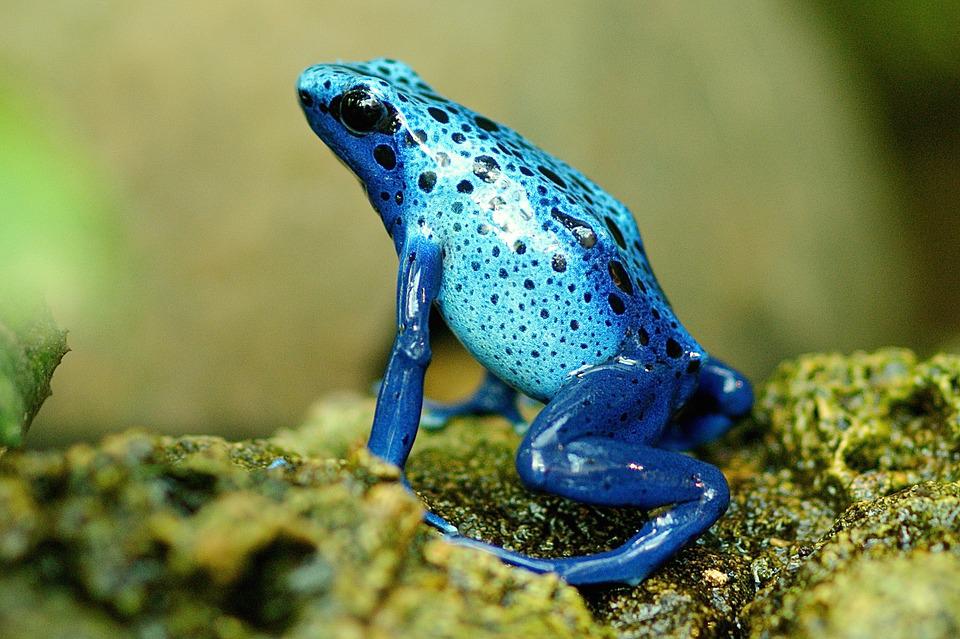 צפרדע כחולה